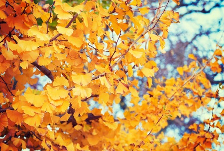 Autumn leaves background yellow and berries on a wooden backgroundの写真素材