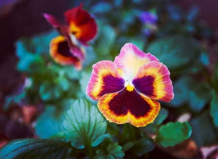 Bright autumn multicolored pansy flowers natural backgroundの写真素材