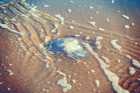 Jellyfish in the sea on the sand fall autumnの写真素材