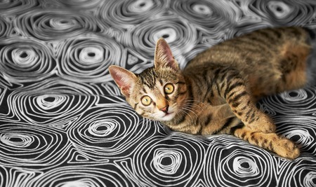 Little tabby kitten on the carpet, animalの写真素材