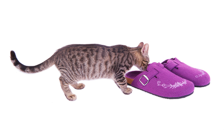 The cat sniffs female purple felted slippers isolated on white backgroundの写真素材