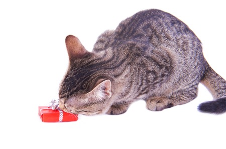 Soft fluffy kitten playing with Christmas box on white backgroundの写真素材