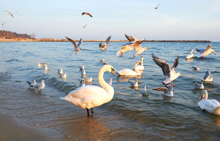 Birds swans white and seagulls on the shore of the Black Sea in Bulgariaの写真素材