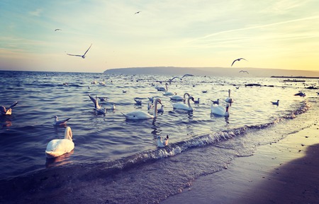 Birds swans white and seagulls on the shore of the Black Sea in Bulgaria の写真素材