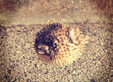 Long-spine porcupinefish also know as spiny balloonfish holocanthusの写真素材