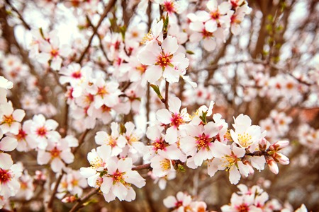 Delicate spring the first flowers of almond, nature backgroundの写真素材