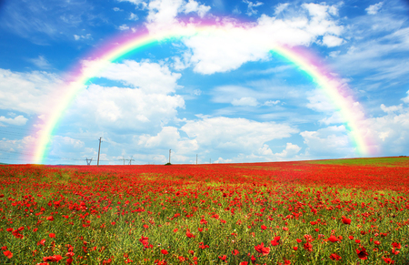 Landscape of poppies field of red flowers, nature landscape and rainbow in Bulgariaの写真素材