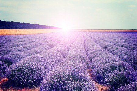 Lavender flowers lilac violet nature summer field background