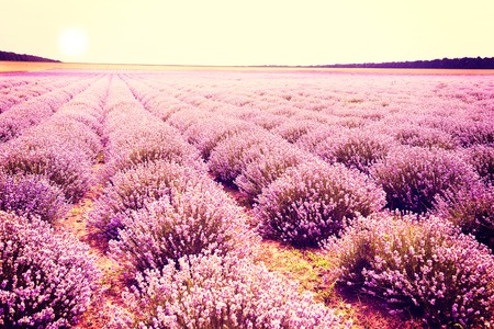 Lavender flowers lilac violet nature summer field backgroundの写真素材
