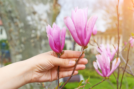 Flowers pink magnolia in hand, Bright and beautiful colorsの写真素材