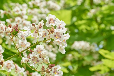 Flowers of a tree a chestnut. Spring blossoming chestnut tree flowers. Aesculus hippocastanum blossom of horse-chestnut treeの写真素材