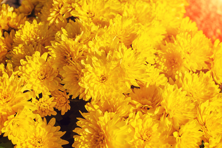Yellow flowers texture and background for designer. Close up of sunflower in bloom.の写真素材