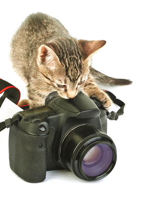 Kitten and modern digital camera on a white backgroundの写真素材