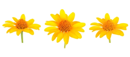Set of Yellow gerbera flower. Isolated on whiteの写真素材