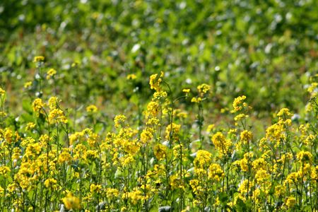 Yellow fieldsの写真素材