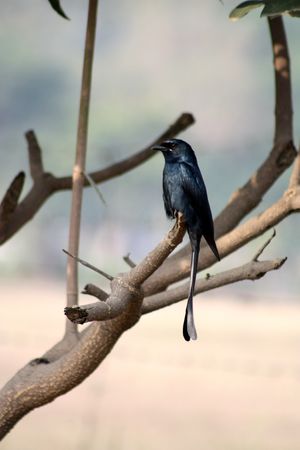 Black Bird.の写真素材