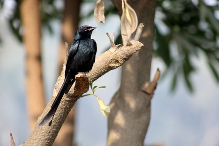 Black bird.の写真素材