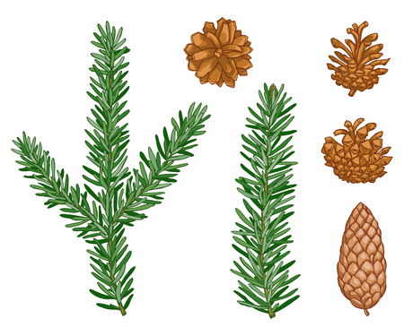 vector Winter evergreen pine tree set. Forest pine needles, pine cone. Natural design elements. Cute plant. Wild handdrawn christmas collection isolated on white background.のイラスト素材