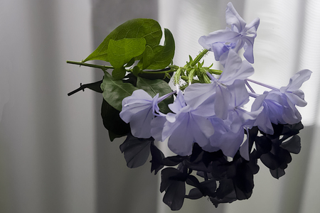 Plumbago auriculataの写真素材