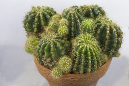 Cactus in a bowlの写真素材