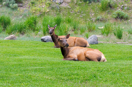 Two deer on a green grass in Yellowstoneの写真素材