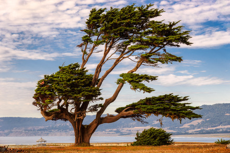 Big tree on the California coast