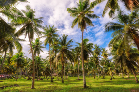 Palm trees at Seychelles jungle, La Digue islandの写真素材