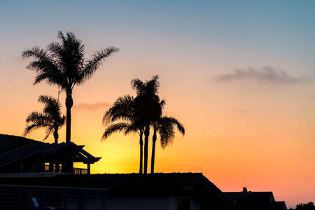 Silhouette of palm trees on sunset on Manhattan beach, Californiaの写真素材
