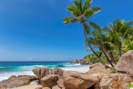 Tropical white sand beach with coco palms and the turquoise sea on Caribbean island.の写真素材