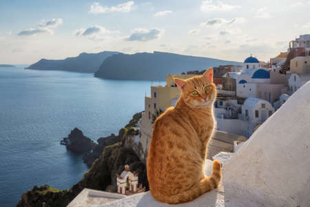Red cat at sunset with blue sky and Santorini island in background, Greeceの写真素材