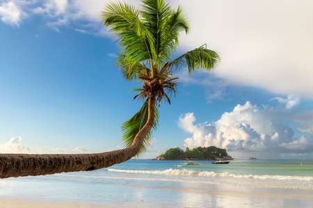 Tropical beach. Sandy beach with palm and turquoise sea. Summer vacation and tropical beach concept.の写真素材