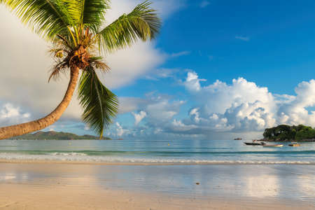 Tropical beach at sunrise with coco palm in Praslin island, Seychelles. Summer vacation and travel concept.の写真素材
