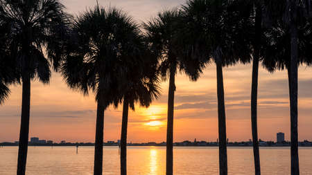 Beach sunset. Palm trees at Sunset in Siesta Key beachの写真素材
