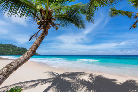 Tropical white sand beach with coco palms and the turquoise sea on Caribbean island. Summer vacation and tropical beach concept.の写真素材
