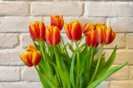Beautiful bouquet of tulips. Ð¡olorful tulips, tulips in spring. Tulips on a white, brick, wall, backgroundの写真素材