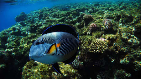 Wonderful and beautiful underwater world with corals and tropical fish in Red Sea, Egypt.の写真素材