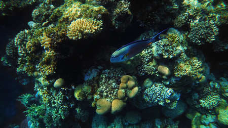 Wonderful and beautiful underwater world with corals and tropical fish in Red Sea, Egypt.