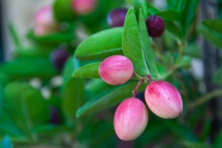 pink  fruit on treeの写真素材