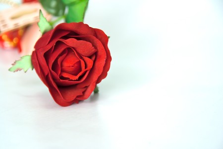 red flowering rose with a bright green foliage on a white background の写真素材