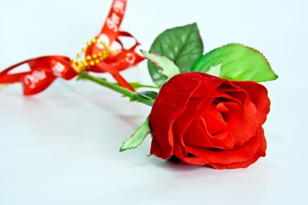 red  flowering rose with a bright green foliage on a white background の写真素材