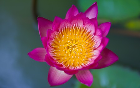 pink waterlilyの写真素材