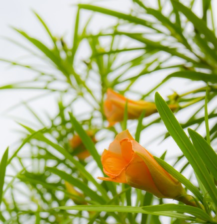 Beautiful orange and leaves flowerの写真素材