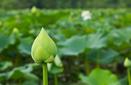 Green lotus and leaves in morningの写真素材