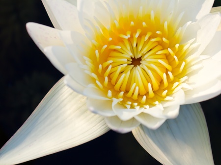 white water lilyの写真素材