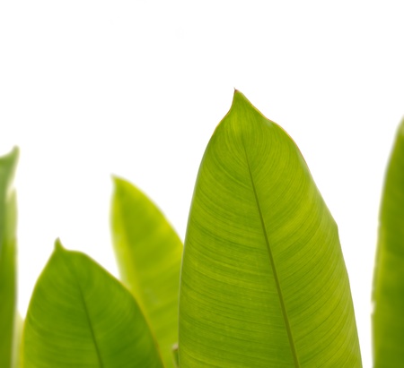 Closeup group of green leaf isolated on whiteの写真素材