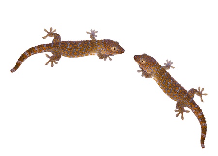Two gecko isolated on whiteの写真素材