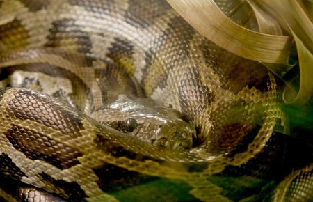 boa snake eye close up