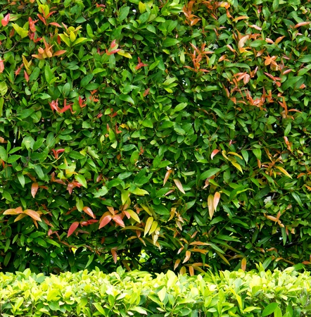 Wall from fresh green leaf nature background