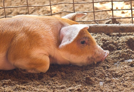 Sad and lonely pig in farmの写真素材