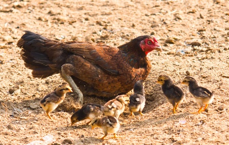 Chicken family mom and baby of chicken find to eat something in the groundの写真素材